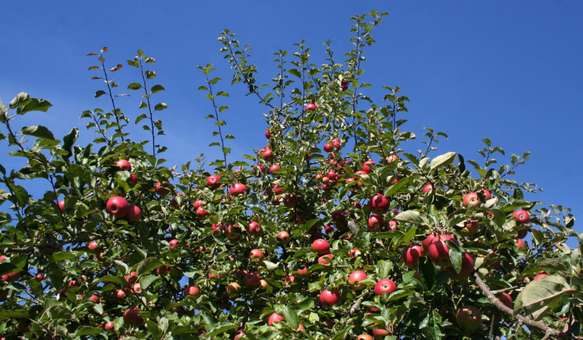 Apfelbaum mit der Sorte Großer rheinischer Bohnapfel.