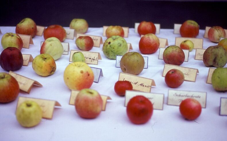 Verschiedene Apfelsorten auf einem Tisch.