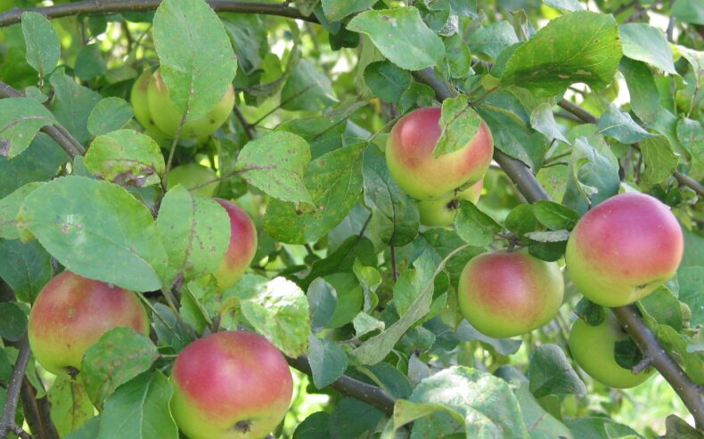 Apfelbaum mit der Sorte Kronprinz Rudolf.