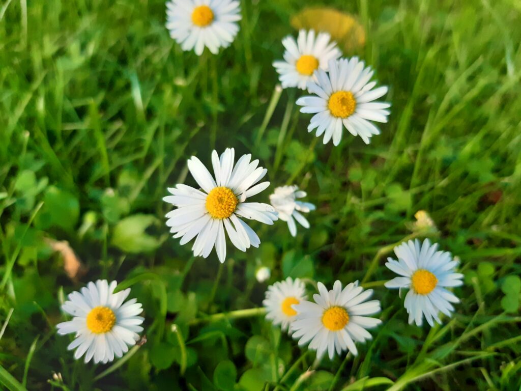 Gänseblümchen auf der Wiese.
