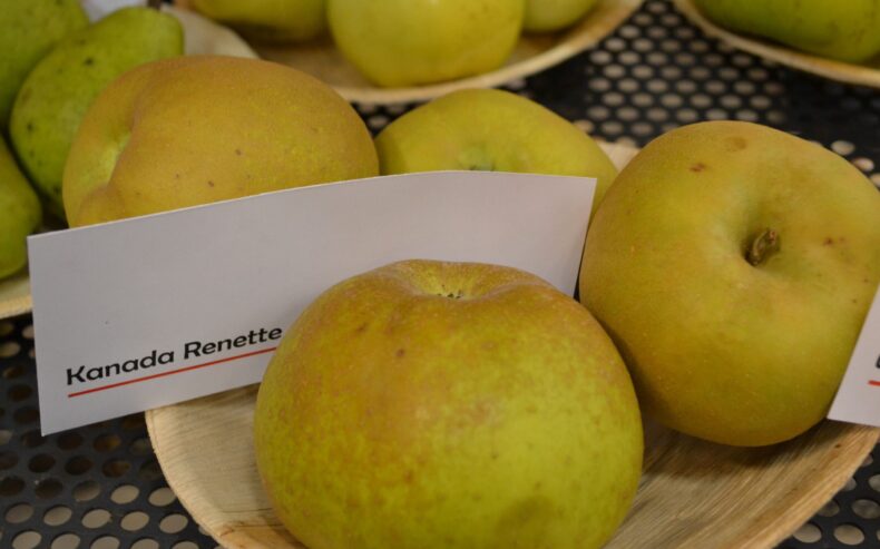 Äpfel der Sorte "Kanada Renette".