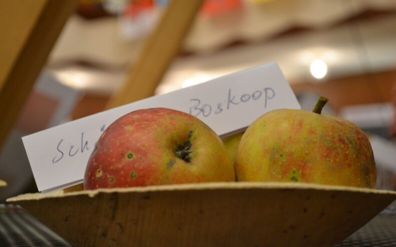 Äpfel der Sorte "Schöner Boskoop".