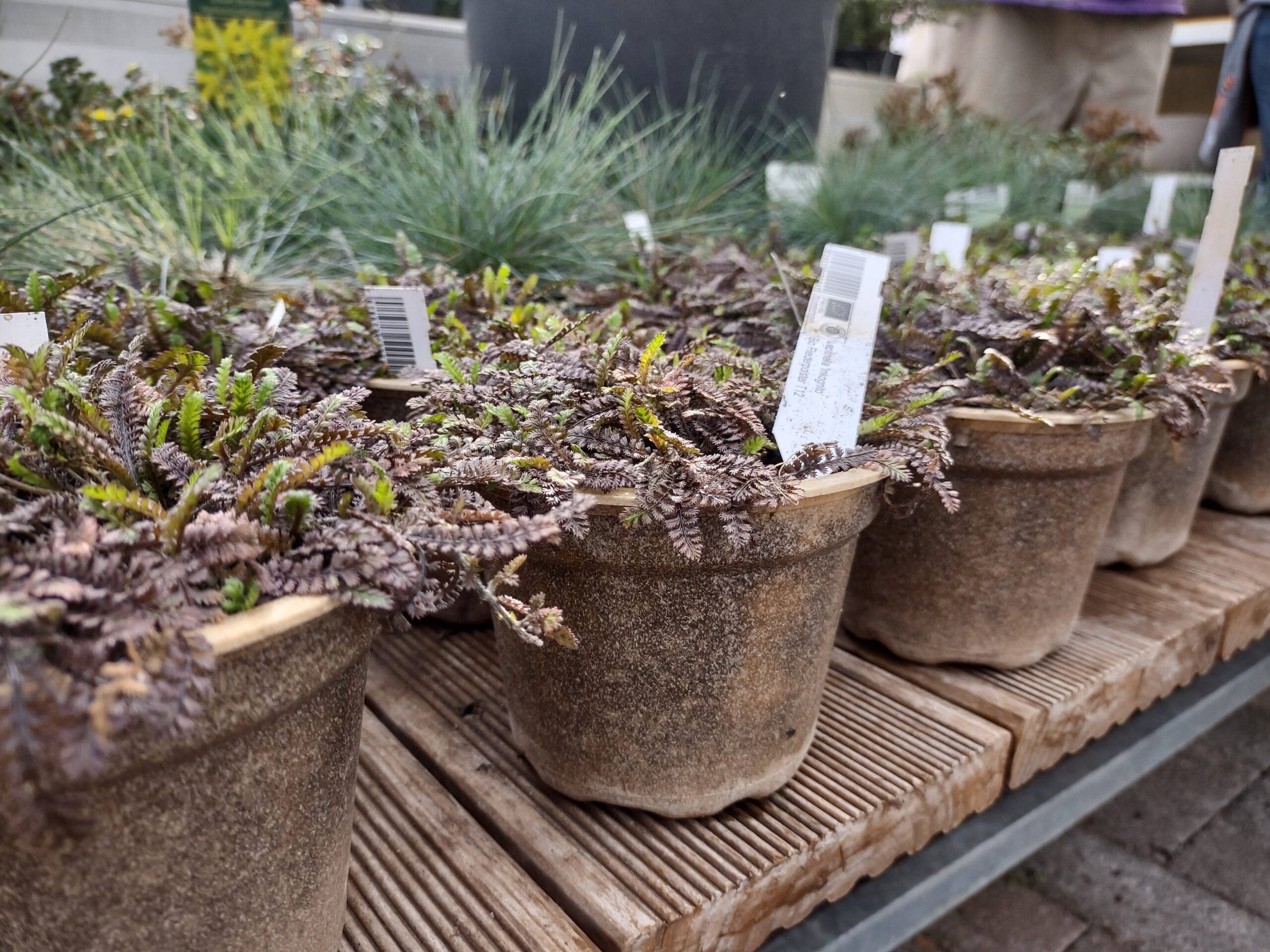 Jungpflanzen in Plastiktöpfen auf einem Regal.