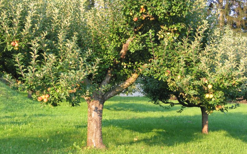 Apfelbäume im Garten