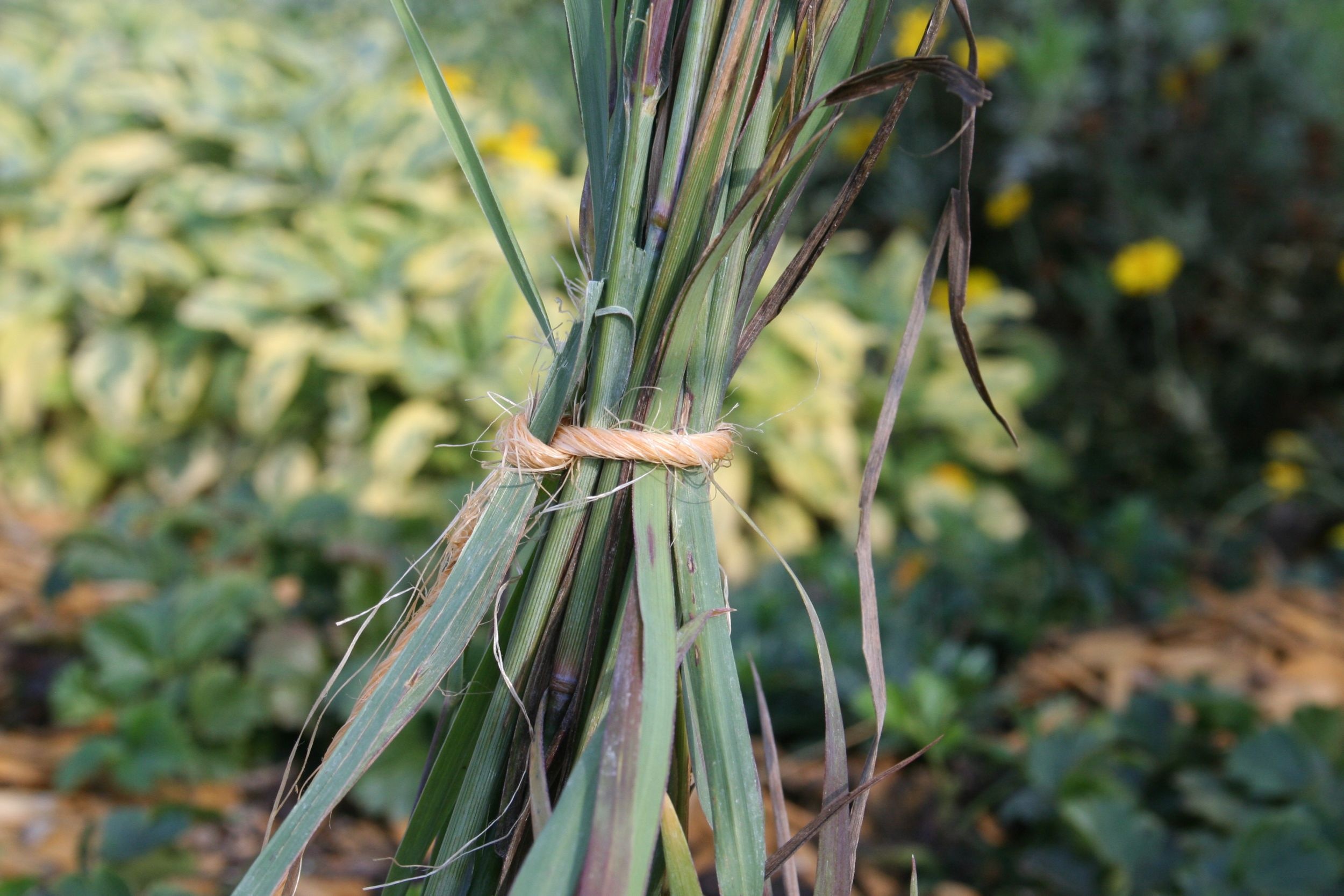 Grasbüschel mit Schnur zusammengefasst.