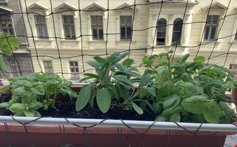 Basilikum und Salbei im Fensterkisterl