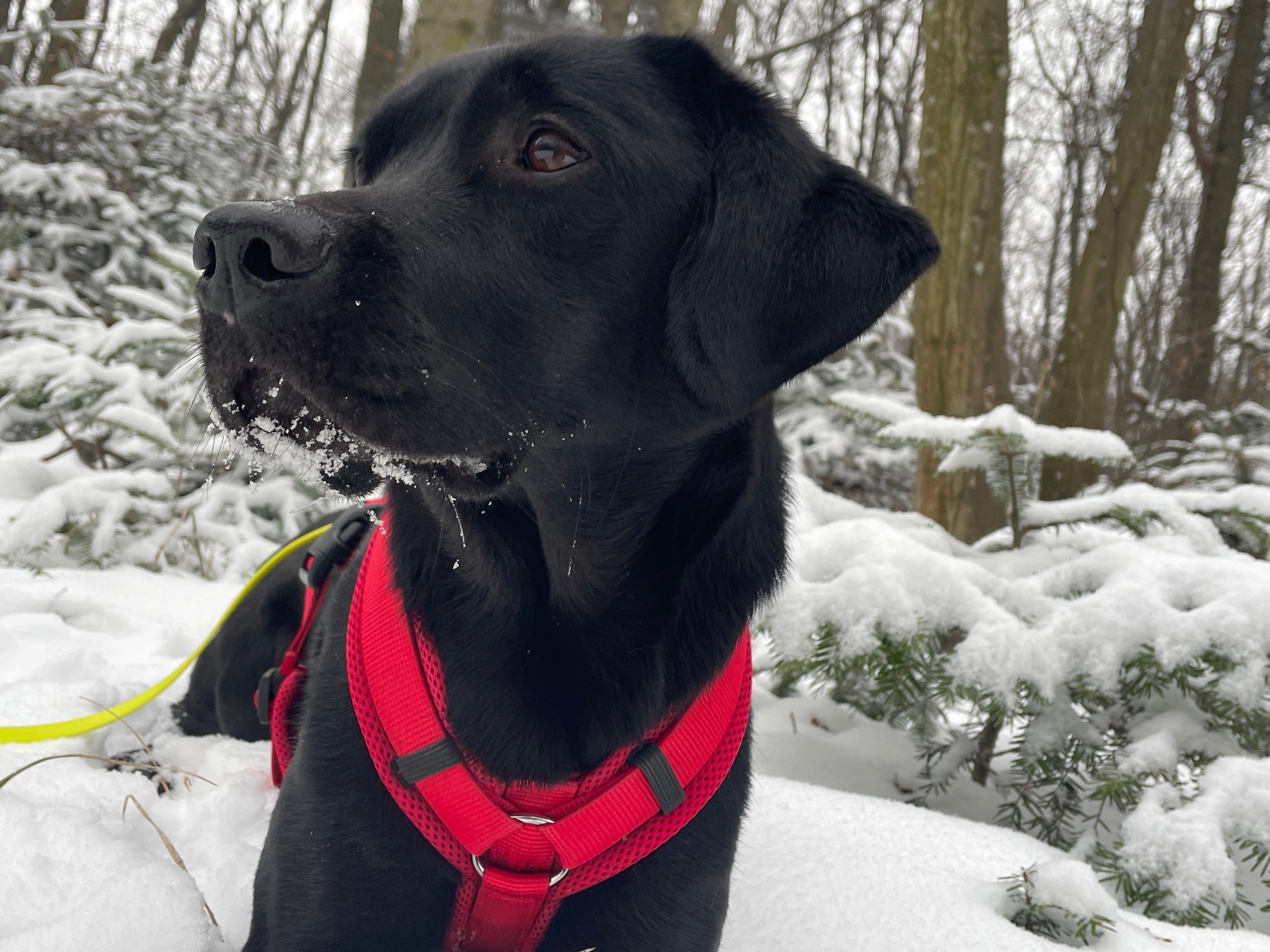 Labrador steht im verschneiten Wald