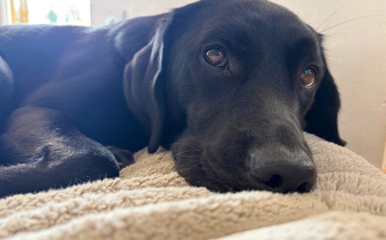 Schwarzer Labrador liegt auf einer beigen Decke und döst