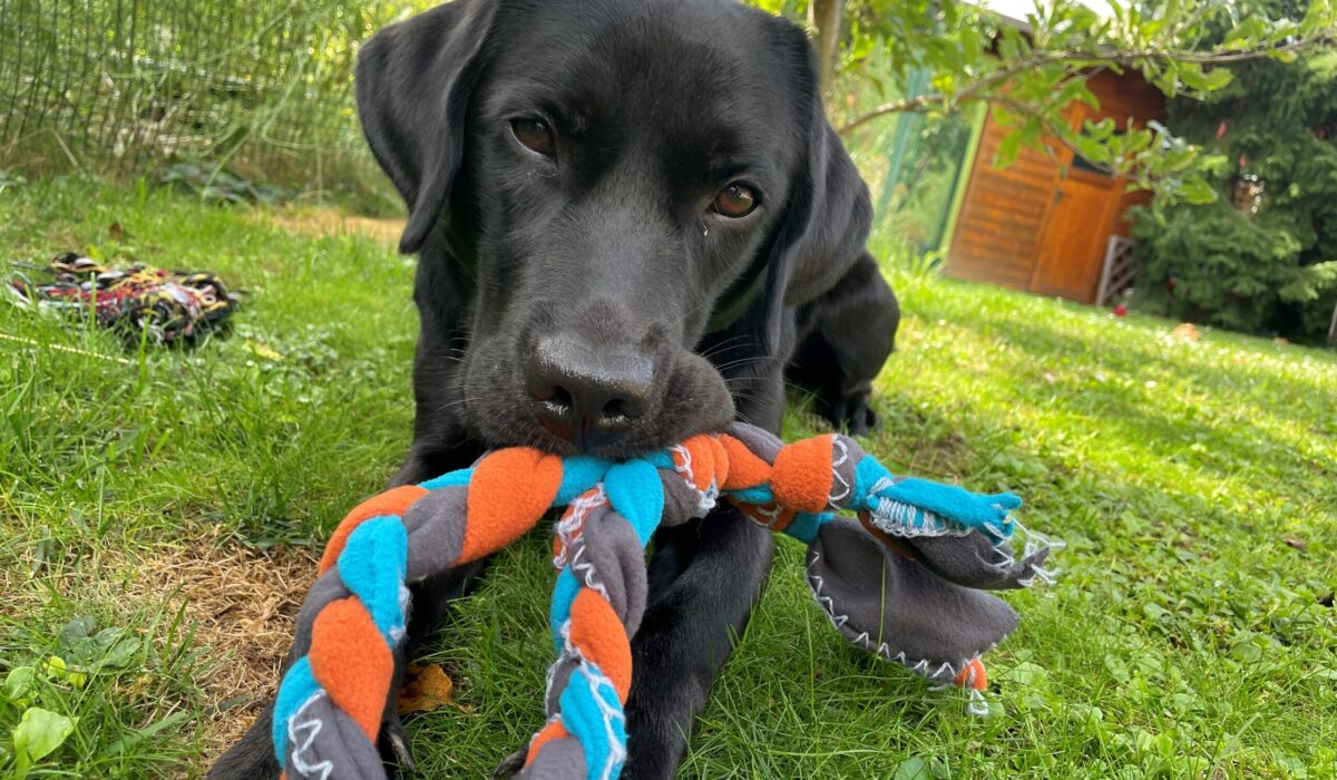 Schwarzer Labrador liegt im Garten und hat eine geflochtene Stoffwurst im Maul.