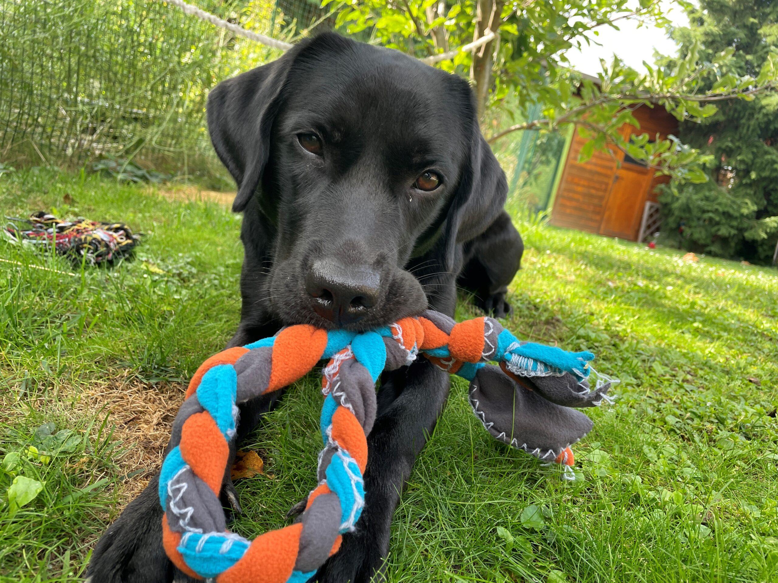8 DIY Hundespielzeuge | Wir leben nachhaltig
