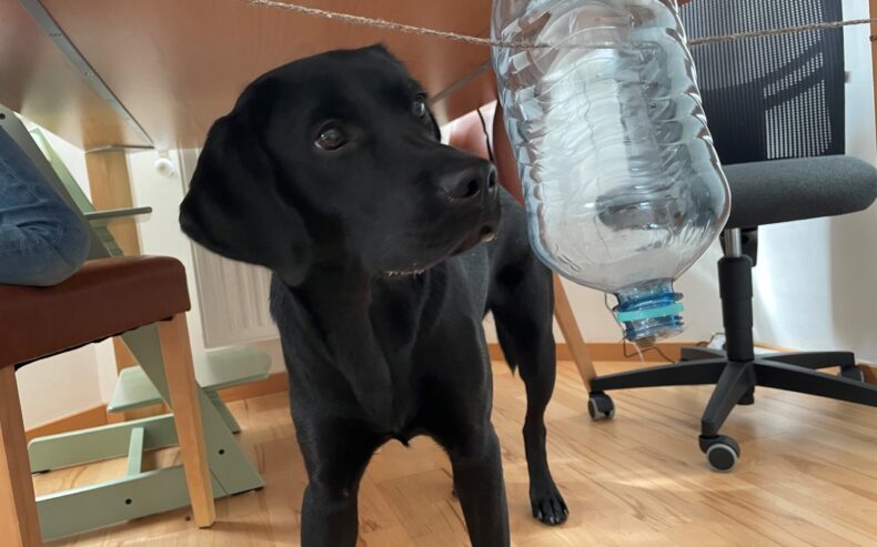Labrador beschnüffelt eine leere, an einer Schnur aufgehängte PET-Flasche