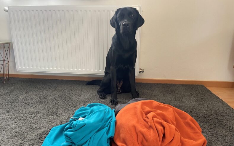Labrador sitzt vor einer roten und blauen zusammengeknüllter Decke