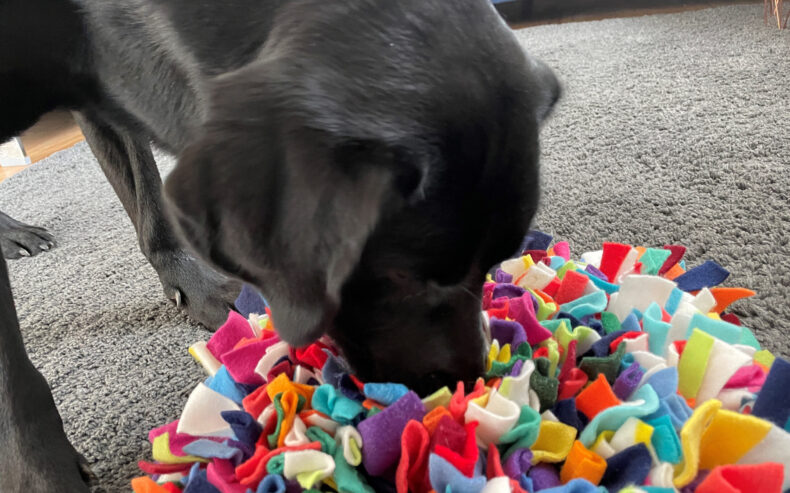 Labrador sucht in einer bunten Schnüffeldecke nach Leckerli