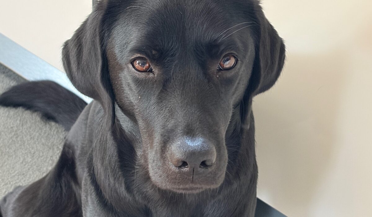 Schwarzer Labrador schaut traurig in die Kamera