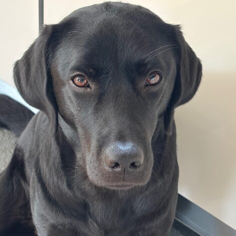 Schwarzer Labrador schaut traurig in die Kamera