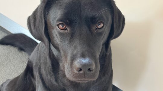 Schwarzer Labrador schaut traurig in die Kamera