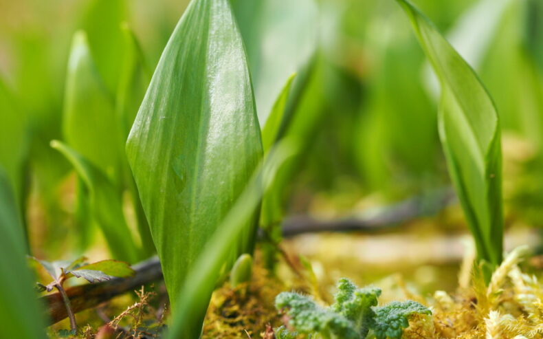Bärlauch konservieren