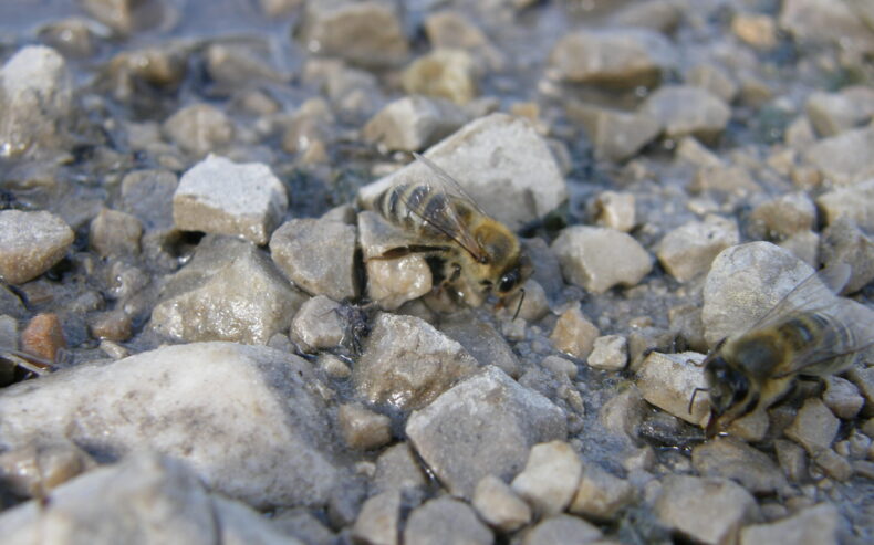 Zwei Bienen sitzen auf Steinen und trinken Wasser