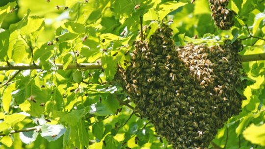 Wilder Bienenschwarm in einer Traube an einem Ast eines Baumes.