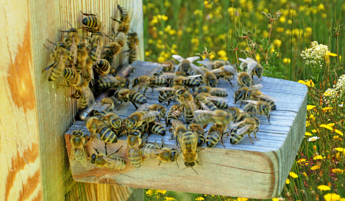 Bienen vorm Bienenstock