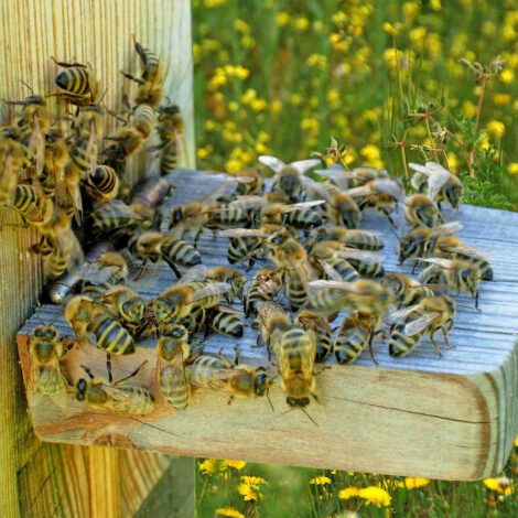Bienen vorm Bienenstock