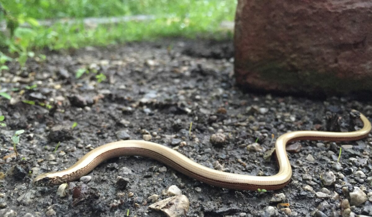 Blindschleiche im Garten