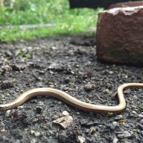 Blindschleiche im Garten