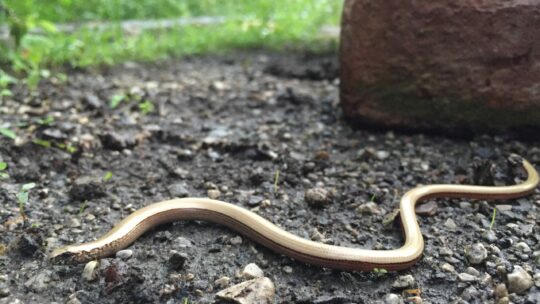 Blindschleiche im Garten