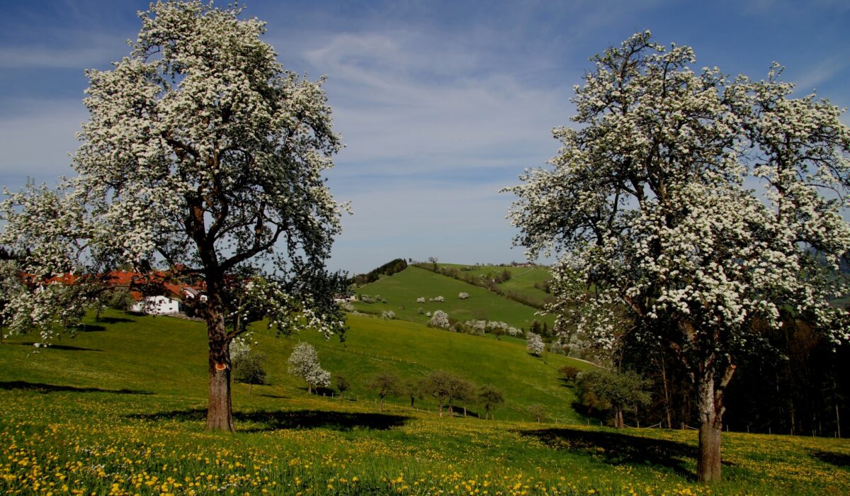 Blühende Mostbirnbäume in einer Blumenwiese mit Löwenzahn