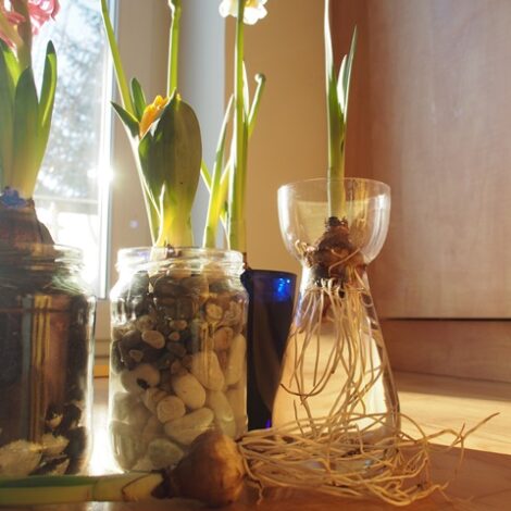 Blumenzwiebeln in der Wohnung zum Blühen bringen