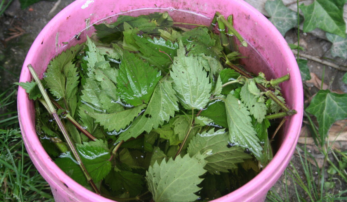 Rosa Kübel mit Brennnesseln und Wasser