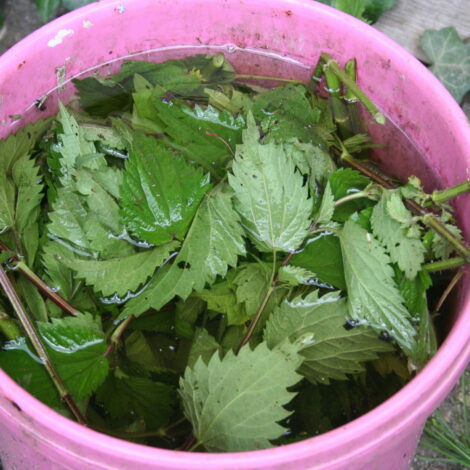 Rosa Kübel mit Brennnesseln und Wasser