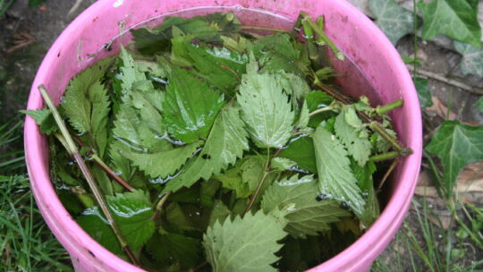 Rosa Kübel mit Brennnesseln und Wasser