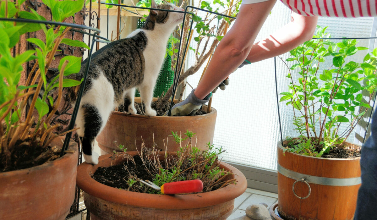 Balkonarbeit mit Katze