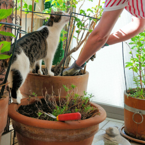 Balkonarbeit mit Katze