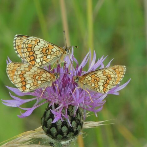 Schmetterlinge auf einer Blüte