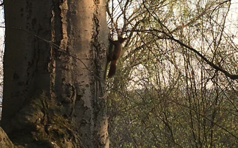 Eichhörnchen am Baumstamm