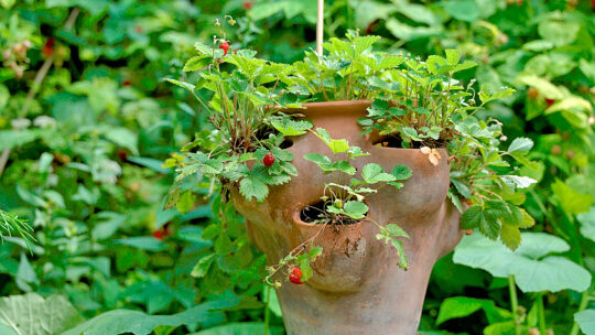 Erdbeertopf mit frischen Erdbeeren