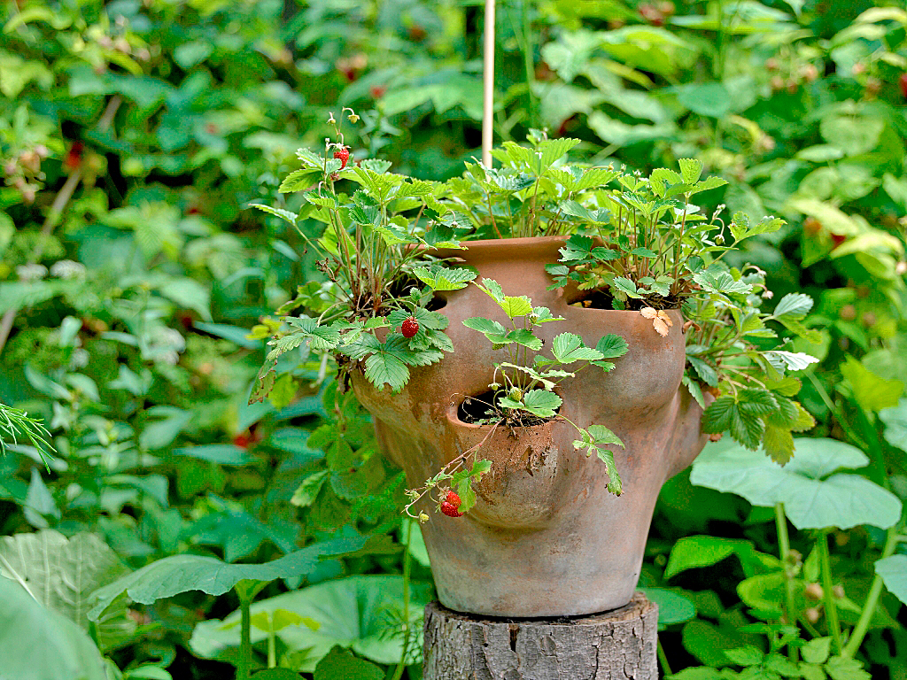 Erdbeertopf mit frischen Erdbeeren