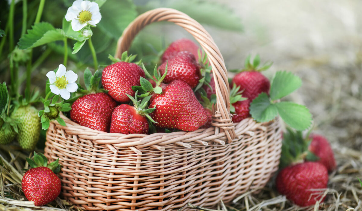 Erdbeeren schmecken am besten reif in der Saison, regional gepflückt.