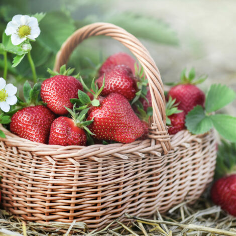 Erdbeeren schmecken am besten reif in der Saison, regional gepflückt.