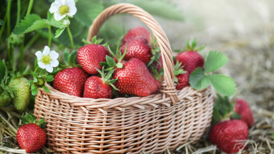 Erdbeeren schmecken am besten reif in der Saison, regional gepflückt.