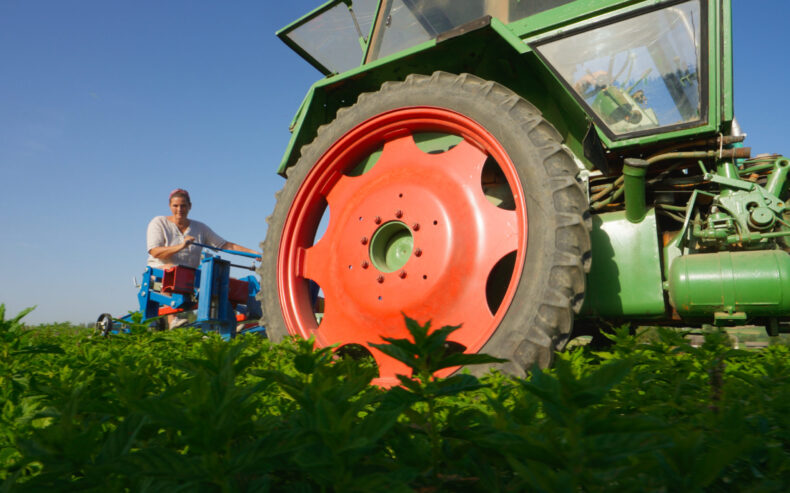 Kräuterernte mit einem Traktor