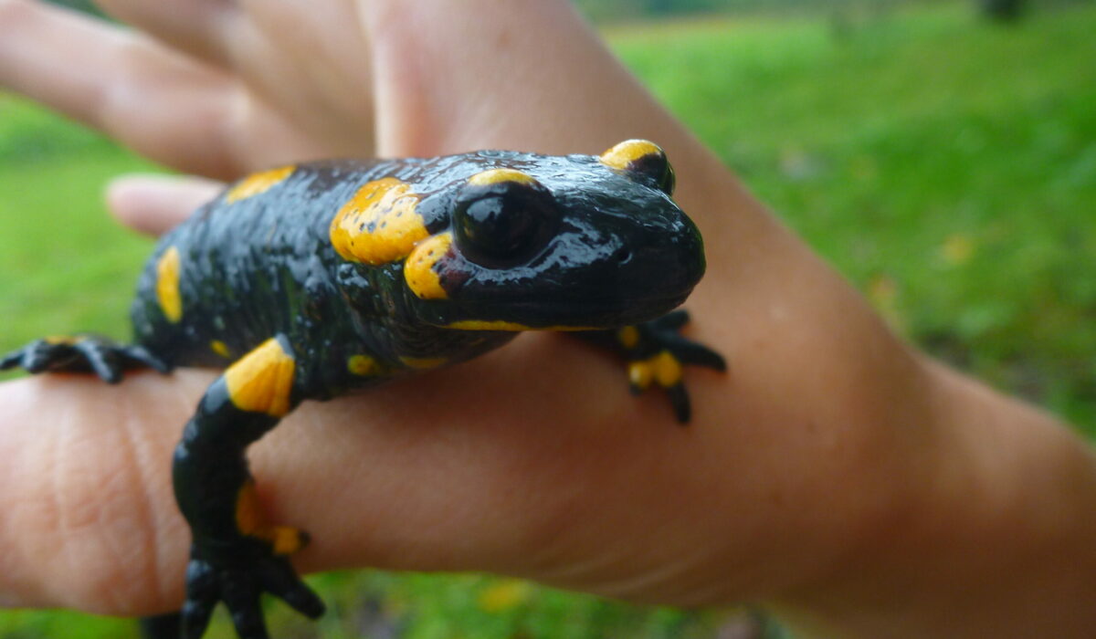 Feuersalamander in einer Hand gehalten