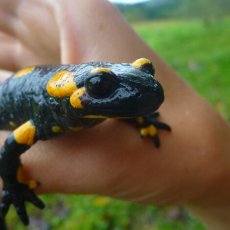 Feuersalamander in einer Hand gehalten