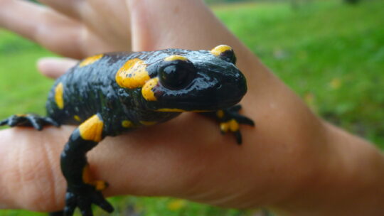 Feuersalamander in einer Hand gehalten