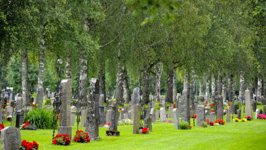 Friedhof als Lebensraum für Tiere in der Stadt