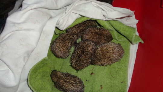 sechs kleine Igel auf einem Handtuch