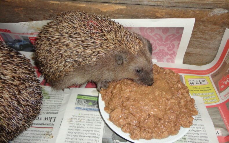 ein Igel frisst am Futter