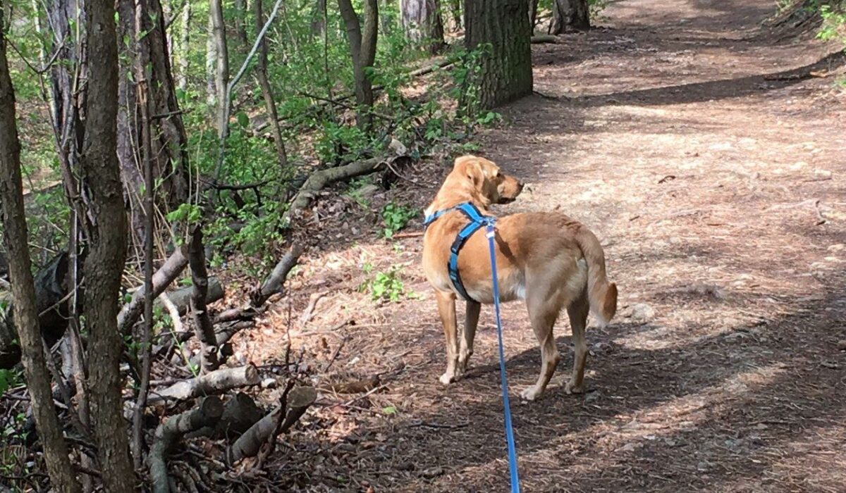 Hund an der Leine im Wald